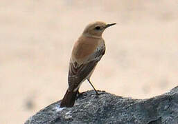 Desert Wheatear