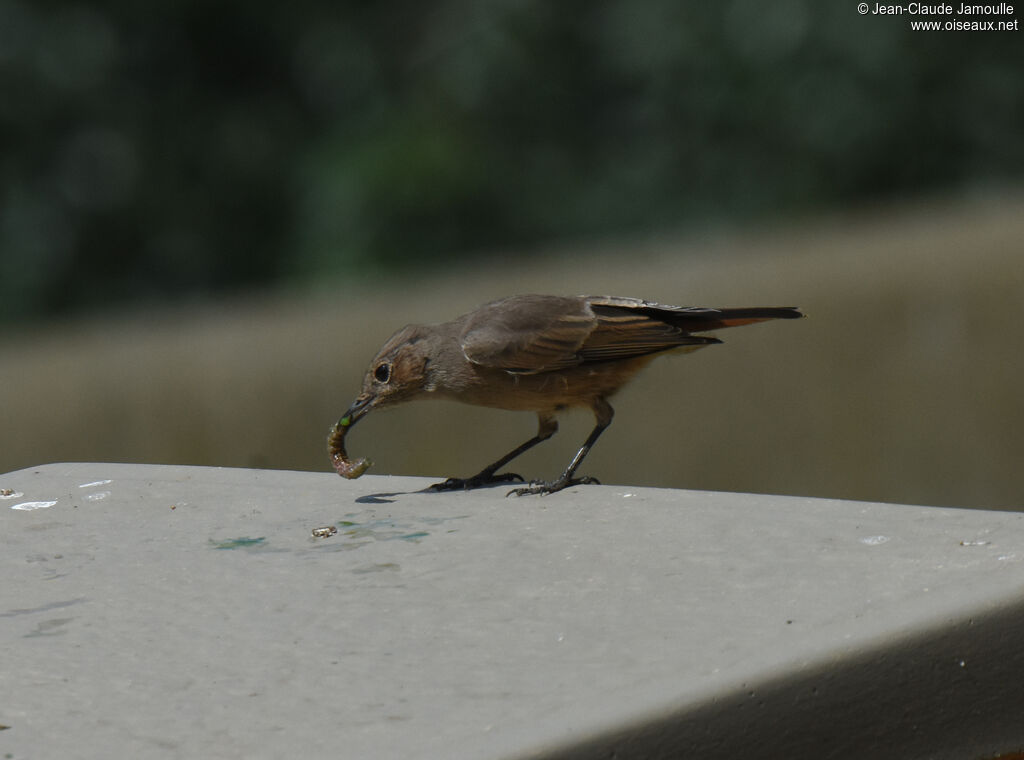 Familiar Chatadult, feeding habits, eats