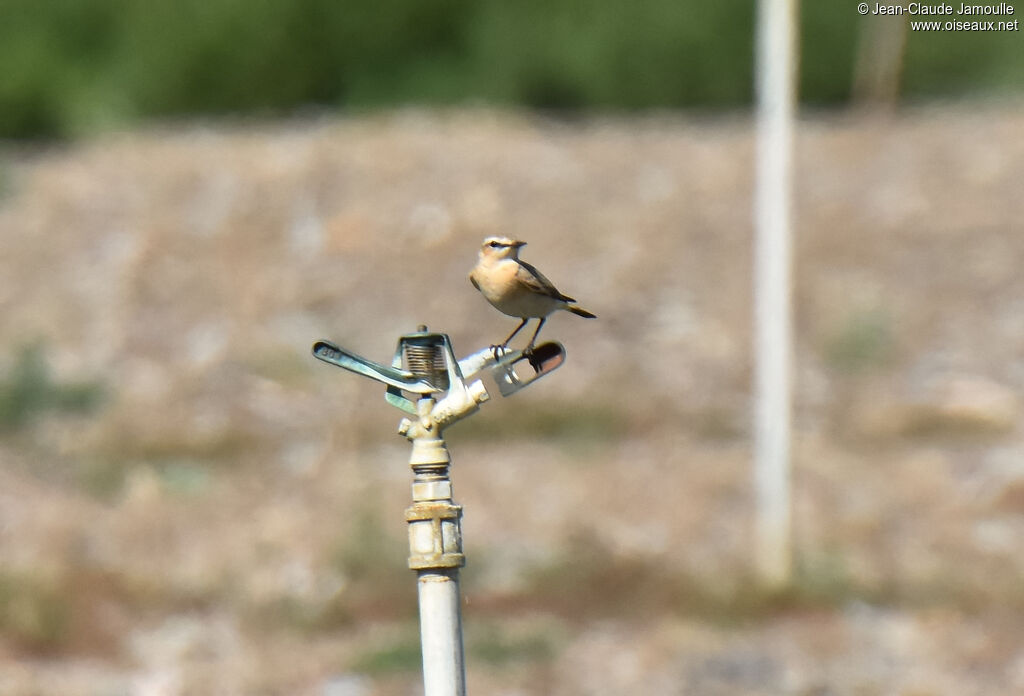 Isabelline Wheatear