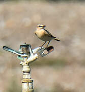 Isabelline Wheatear