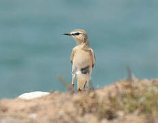 Isabelline Wheatear