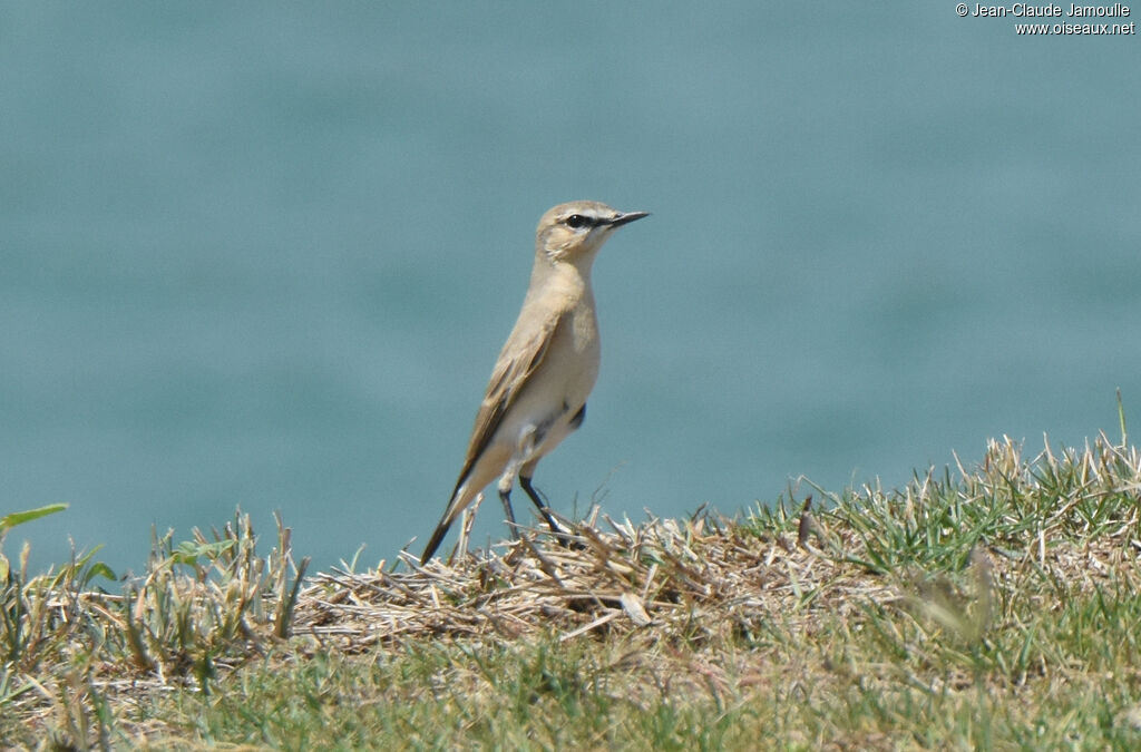 Isabelline Wheatear