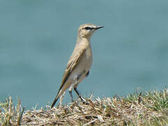 Isabelline Wheatear