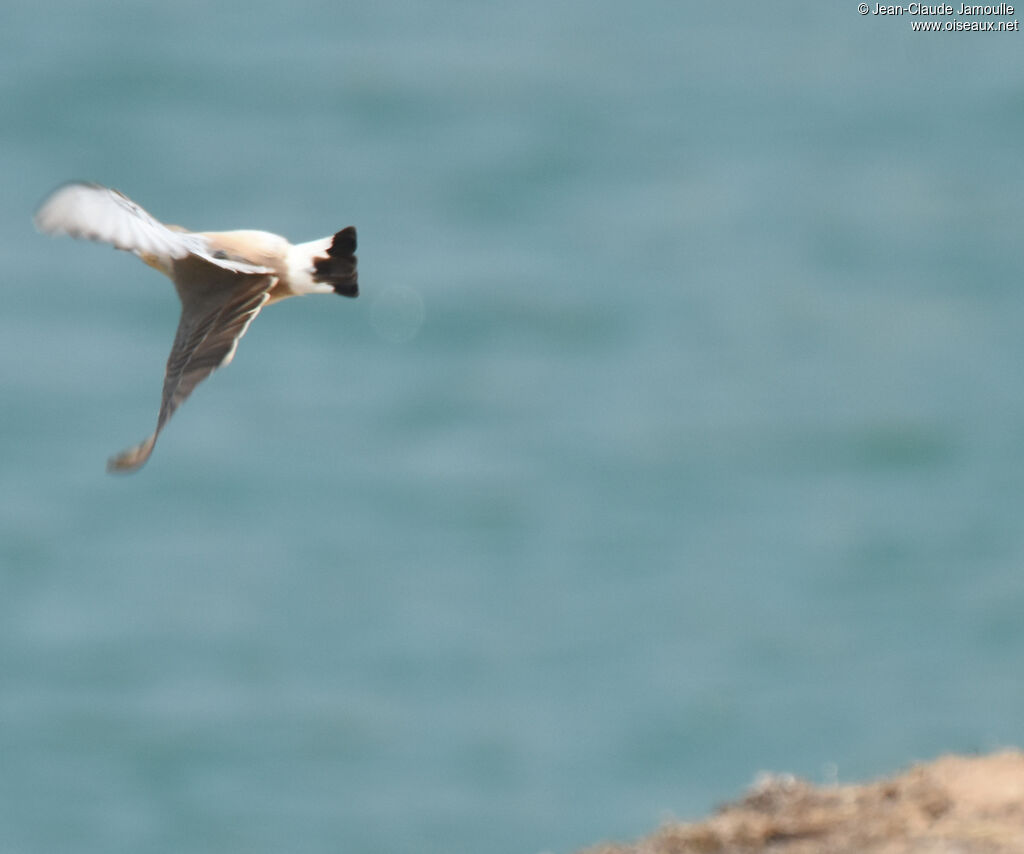 Isabelline Wheatear