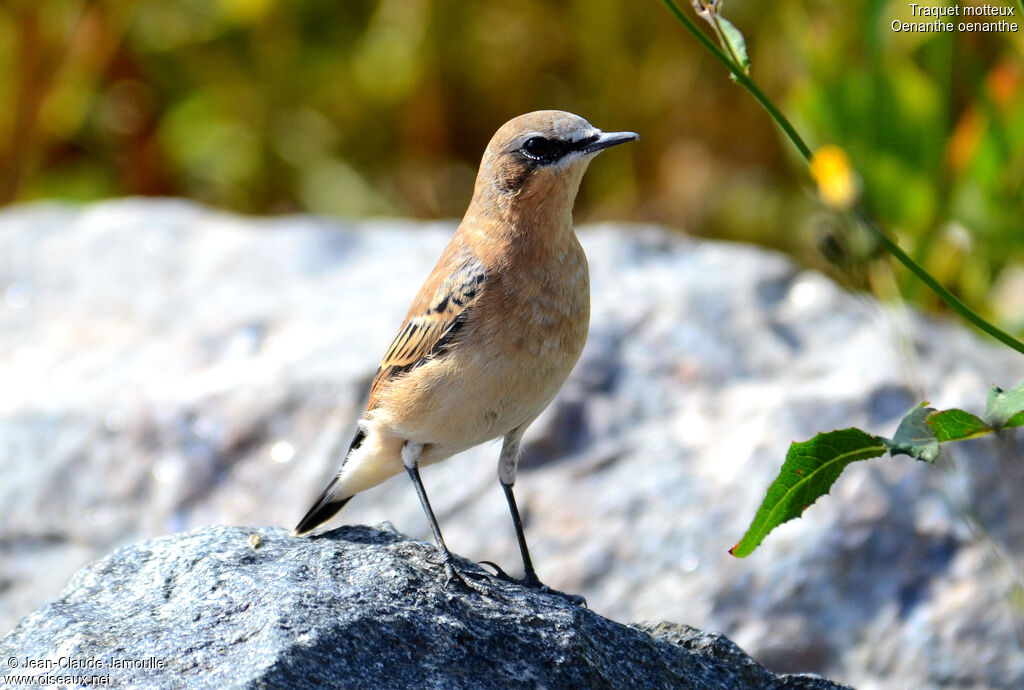 Northern Wheatear male, identification, Behaviour