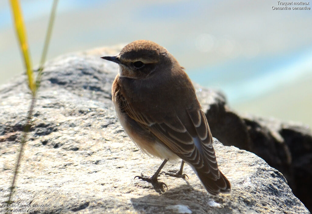 Northern Wheatearjuvenile, Behaviour