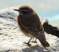 Northern Wheatear