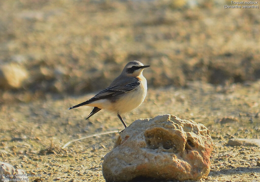 Northern Wheatear male adult