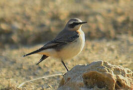 Northern Wheatear