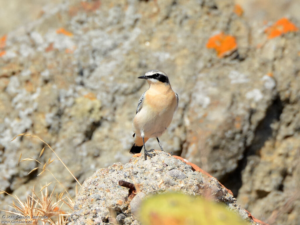 Northern Wheatear male adult