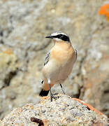 Northern Wheatear