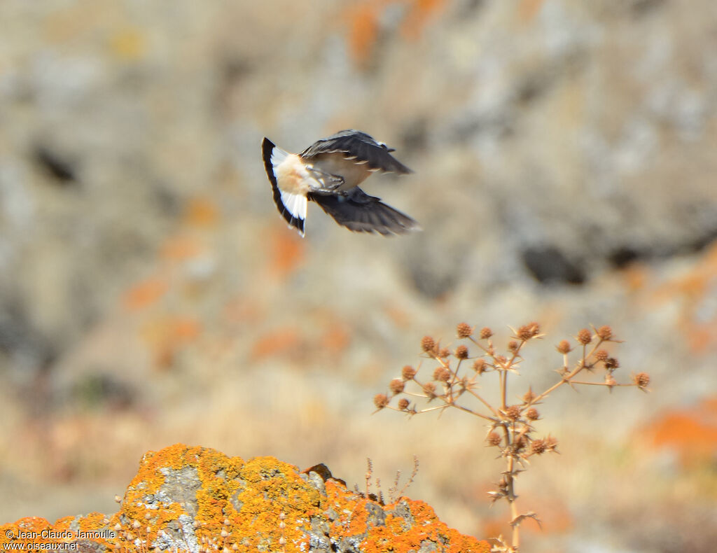 Northern Wheatear male adult