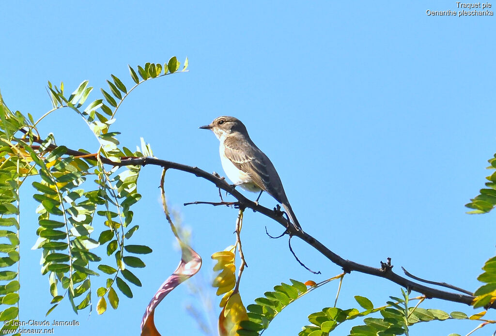 Pied Wheatear, Behaviour