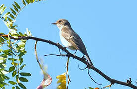 Pied Wheatear