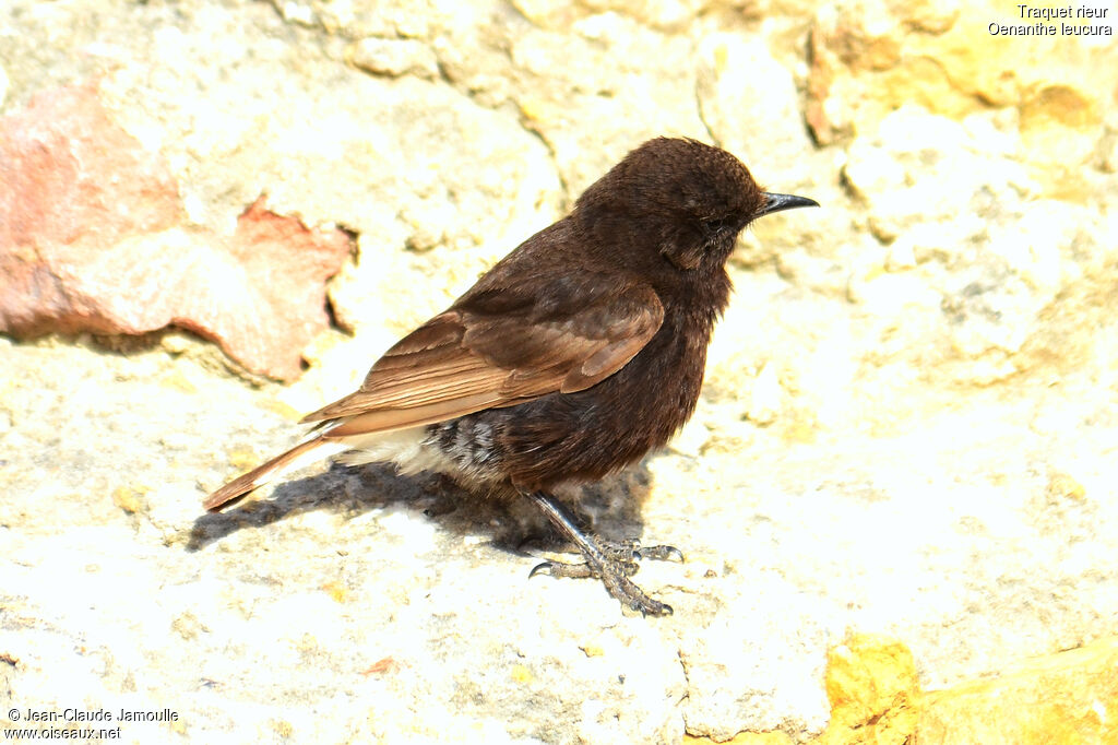 Black Wheatear, Behaviour