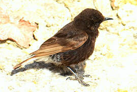 Black Wheatear