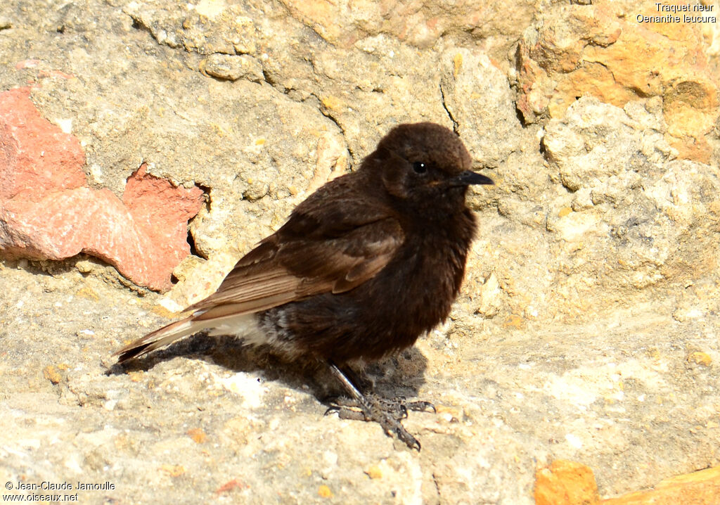 Black Wheatear, Behaviour