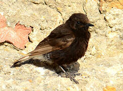 Black Wheatear