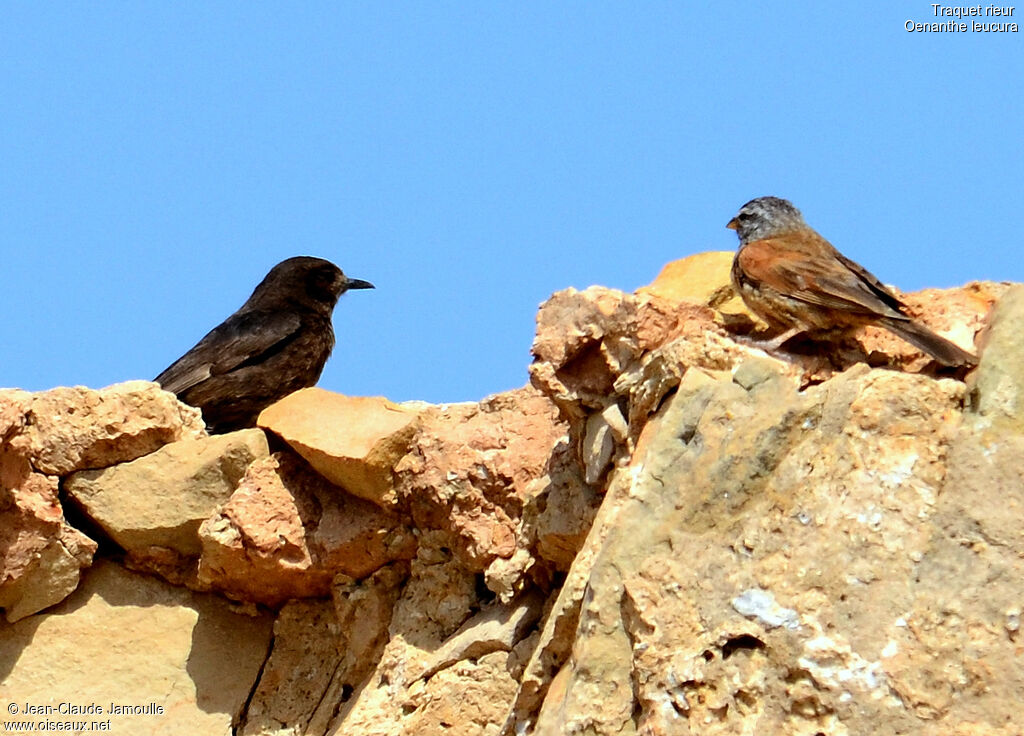 Black Wheatear