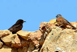 Black Wheatear