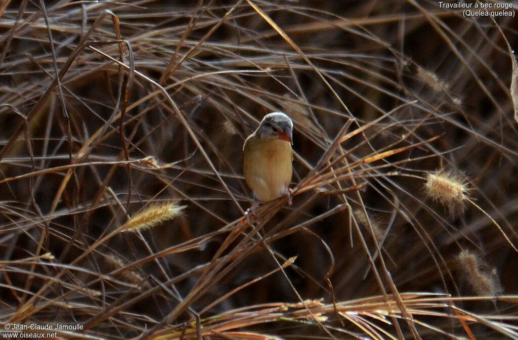 Red-billed Quelea