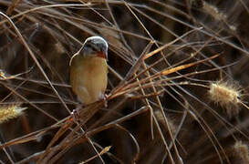 Red-billed Quelea