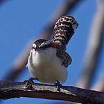 Troglodyte à dos roux