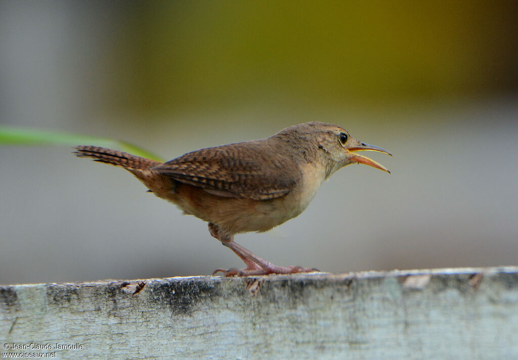 House Wren (musculus), song