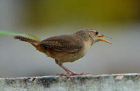 House Wren (musculus)