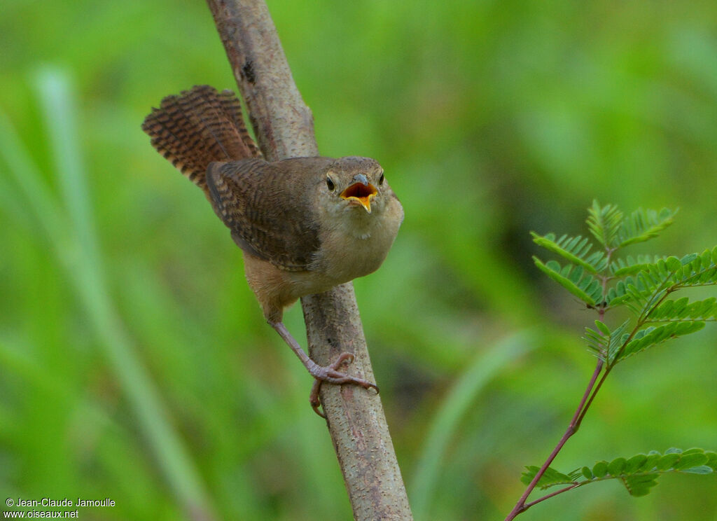 House Wren (musculus), song