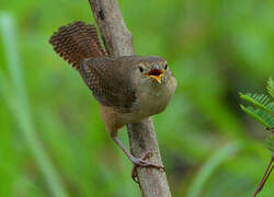 House Wren (musculus)