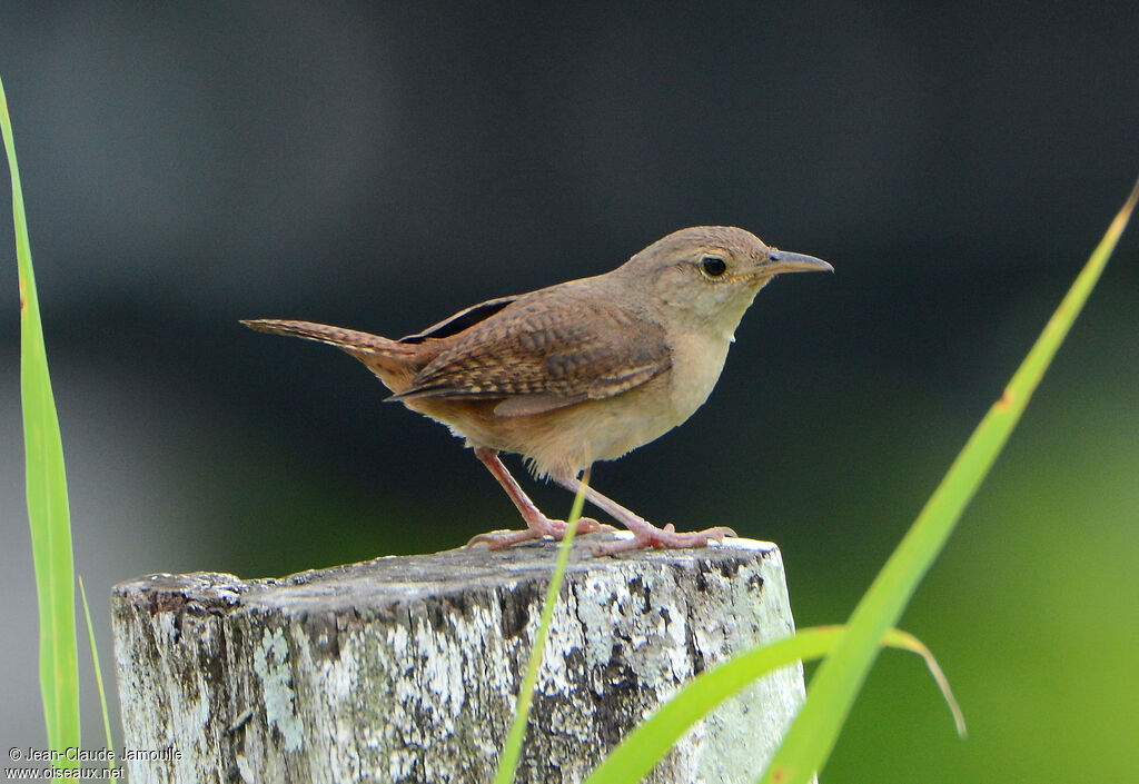 House Wren (musculus)