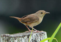 House Wren (musculus)