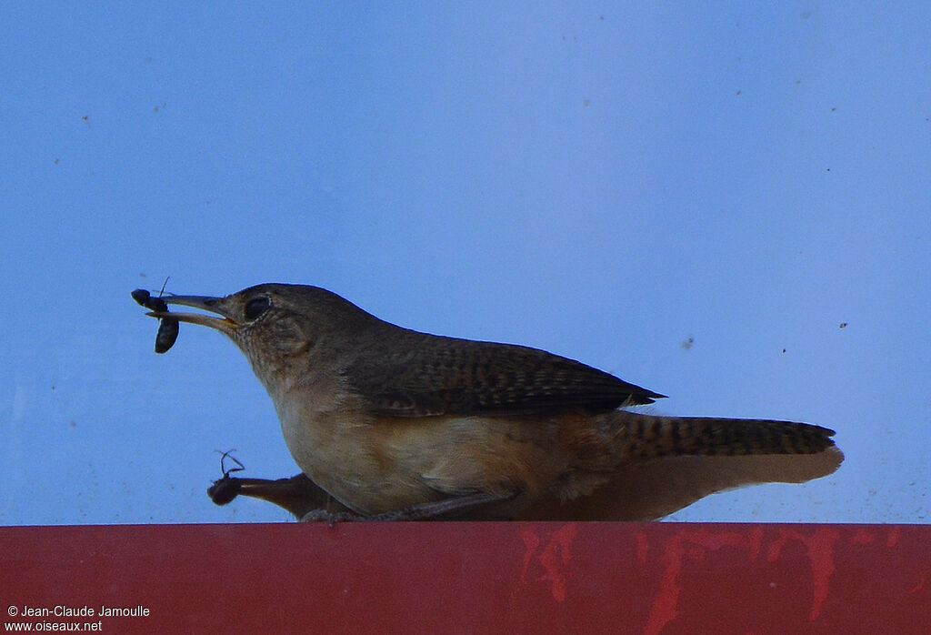 Troglodyte austral, régime