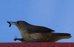 House Wren (musculus)