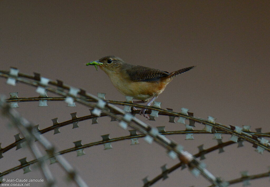 House Wren (musculus), feeding habits