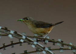 House Wren (musculus)