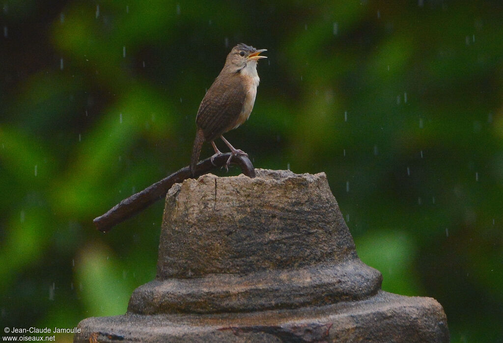 House Wren (musculus), song