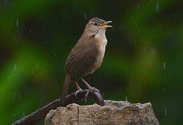 House Wren (musculus)