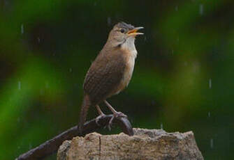 Troglodyte austral