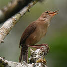 Troglodyte austral