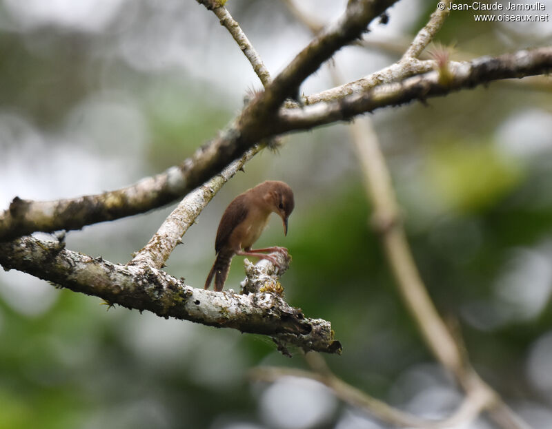 House Wren