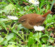 Eurasian Wren