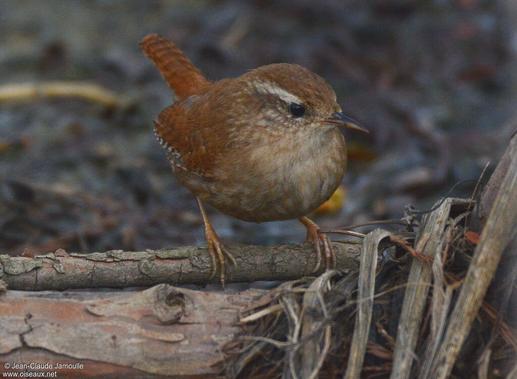 Eurasian Wren