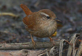 Eurasian Wren