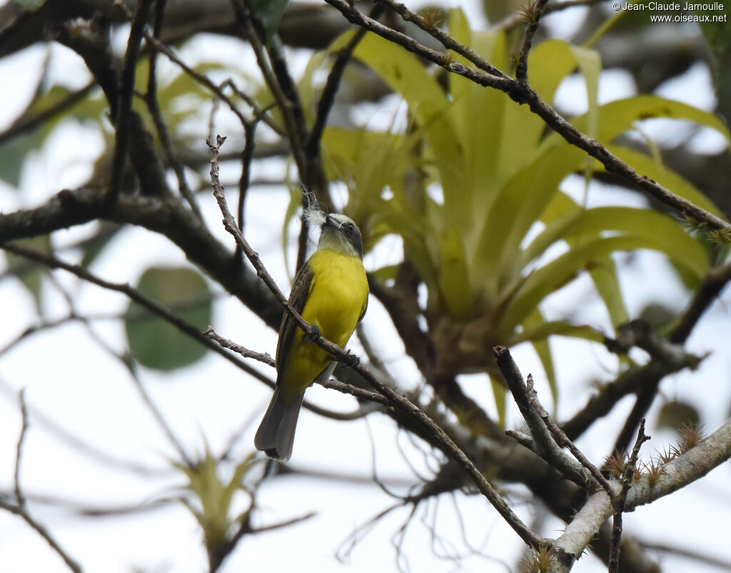 Grey-capped Flycatcher