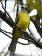 Grey-capped Flycatcher