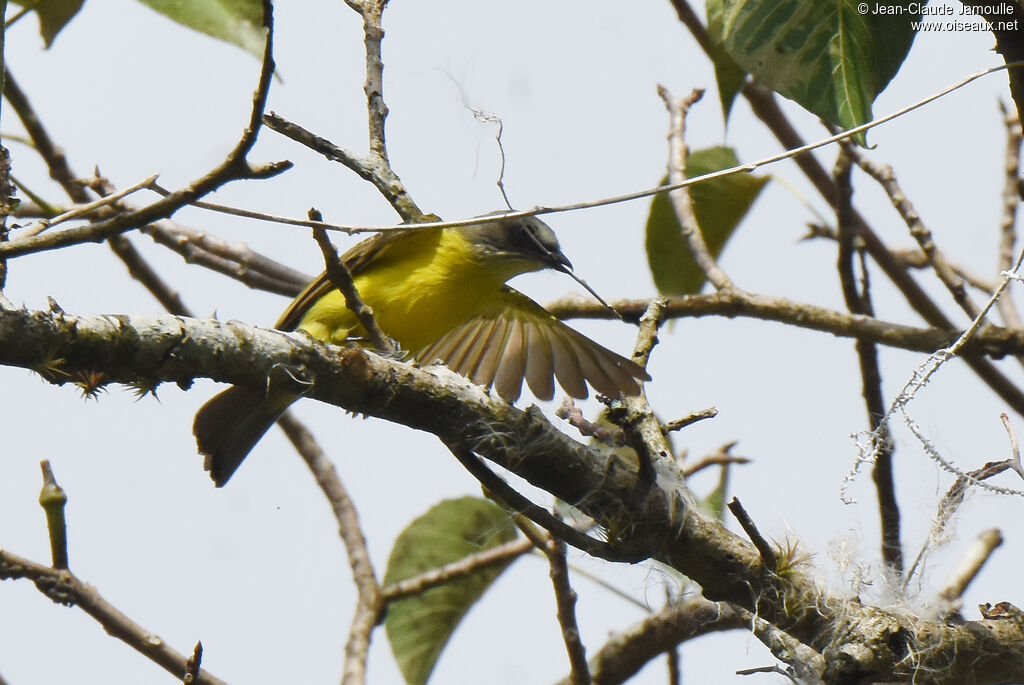 Grey-capped Flycatcher