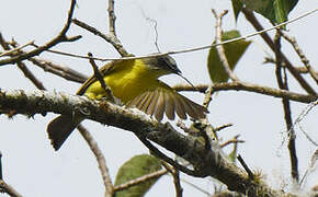 Grey-capped Flycatcher