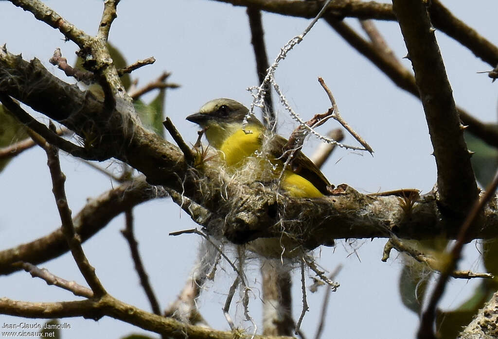 Grey-capped Flycatcheradult, Reproduction-nesting